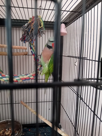 Pickle the the mustache parakeet and his cage
