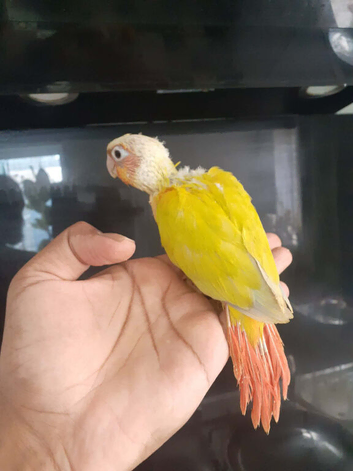 5  reserved * 1 Left *Hand reared baby suncheek conures