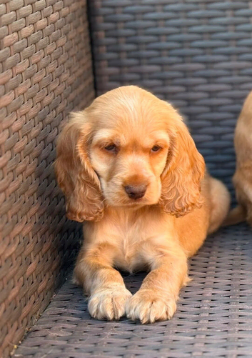 Show type cocker spaniel puppies