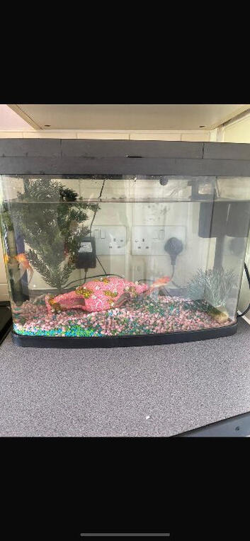 Fish take with blue light
