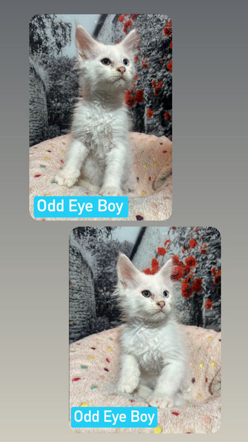 TICA Maine Coon Kittens Ready SOON!