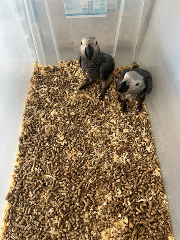 Selling handreared baby African grey