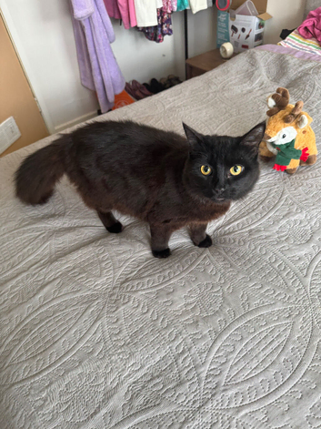 Longhaired black kitten