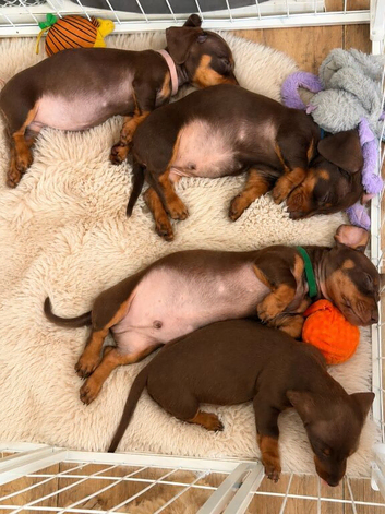REDUCED!!Miniature dachshund puppy&rsquo;s READY NOW!