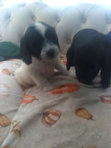 Spaniel puppies