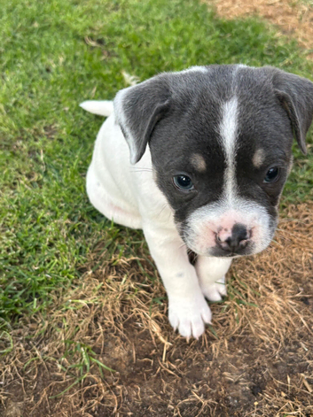French bulldog x staff