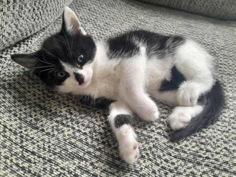 2 black and white boy kittens looking for forever home