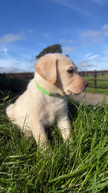 Beautiful quality Labrador puppies