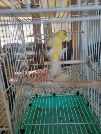 4 cocks for sale.