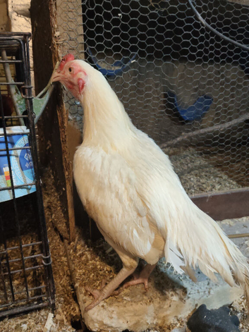 Asil male chicken