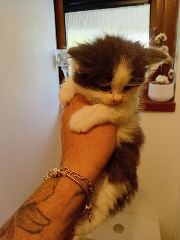Girl gray and white fluffy