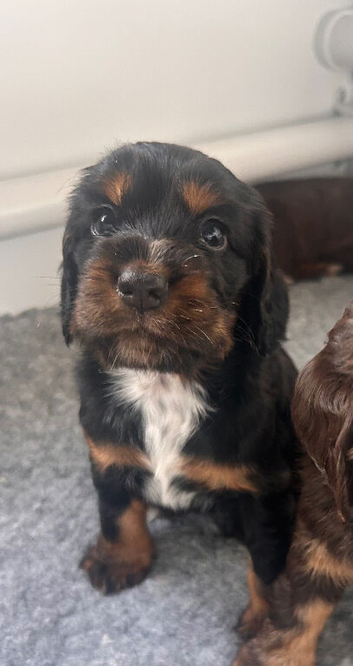 1 Beautiful Cocker Spaniel Puppy