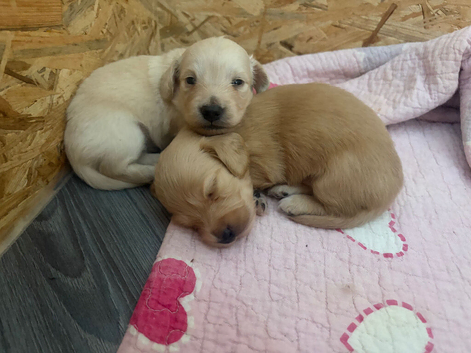 *Last one*Longhaired cream miniature dachshunds