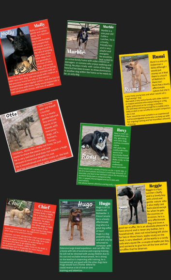 Can anyone offer a loving home to one of these rescue dogs?
