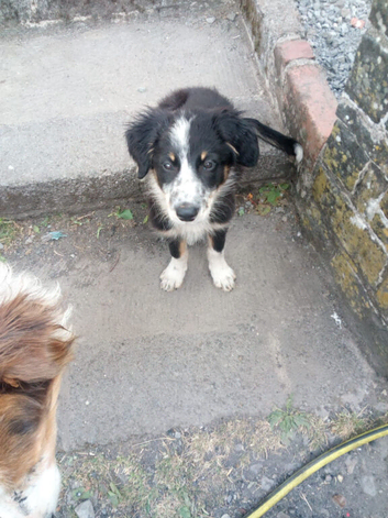 3 Welsh Sheepdog Male Pups for sale