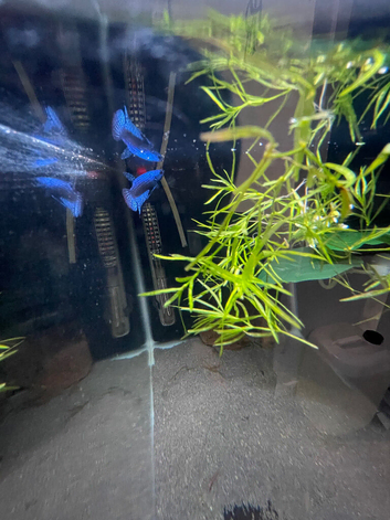 Betta sale!!
