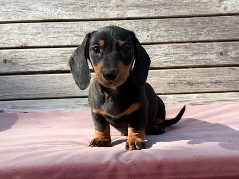 Miniature dachshund puppies 3 left.
