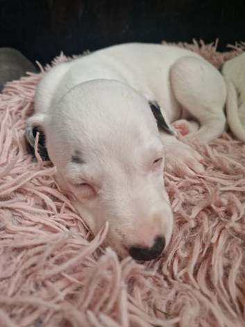 Heart and Health Tested White and blue parti coloured Whippet Pups.