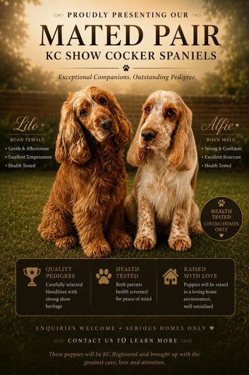 Waiting list for KC show cocker spaniel puppies