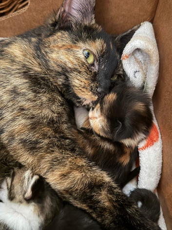 HAND REARD KITTENS READY IN LESS THAN 2 WEEKS