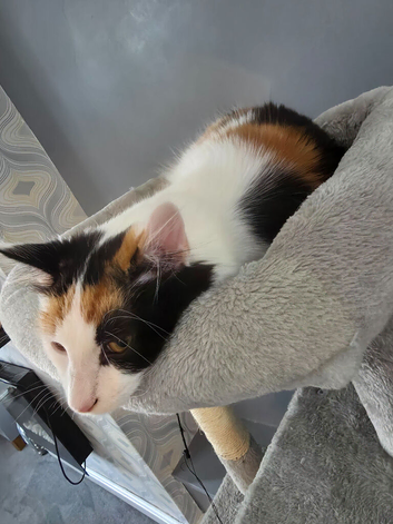 Female Turkish angora
