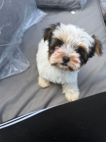 Biewer terrier girl