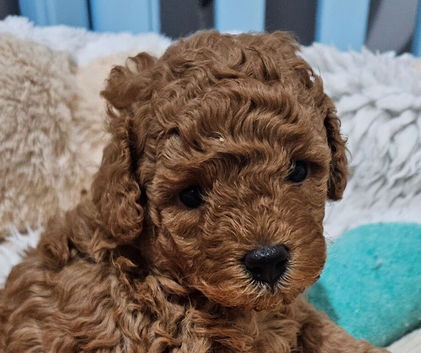 Licensed breeder, kennel club tiny red toy poodles