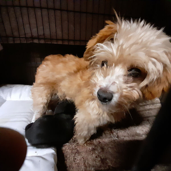 Chipoo puppies