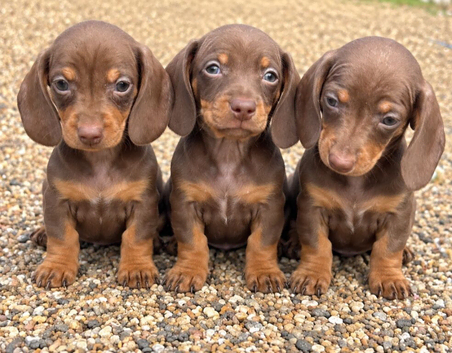 3 miniature dachshund girls ready now