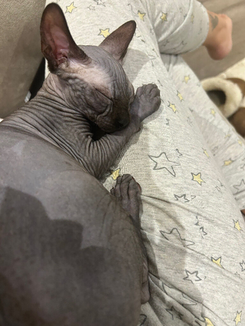 Gorgeous male Sphynx kitten