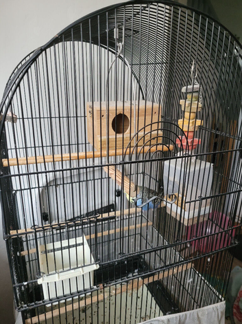 Budgie ( male)
