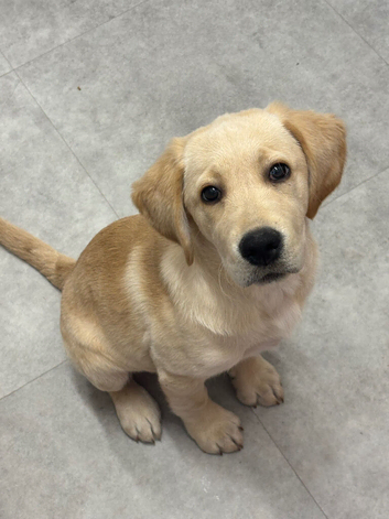 Girl pup