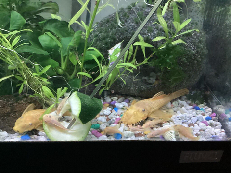 L.144 Lemon ancistrus.
