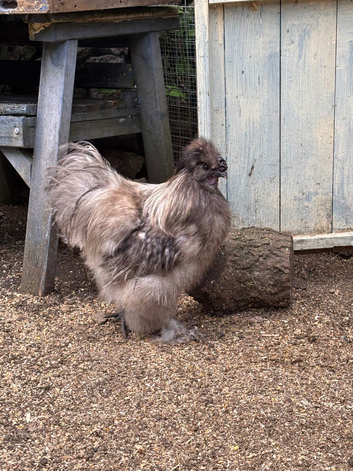 Purebred splash bantam silkie Cockrell