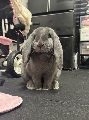 Stunning Full Blue French Lop Female