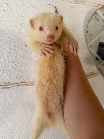 Semi angora albino hob