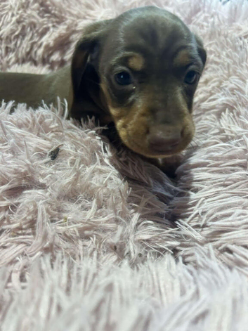 Dachshund puppies