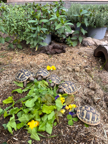 **LAST FEW**  Stunning 1 year old Baby Hermann Tortoises CB in the UK