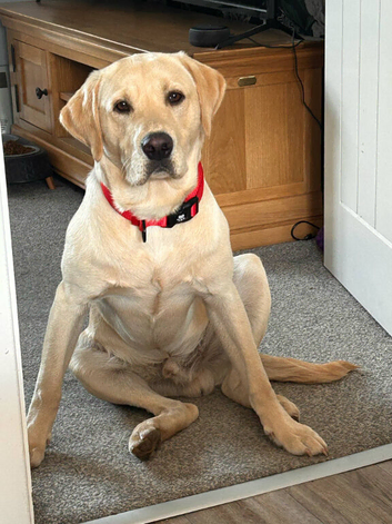 KC Registered yellow lab for stud