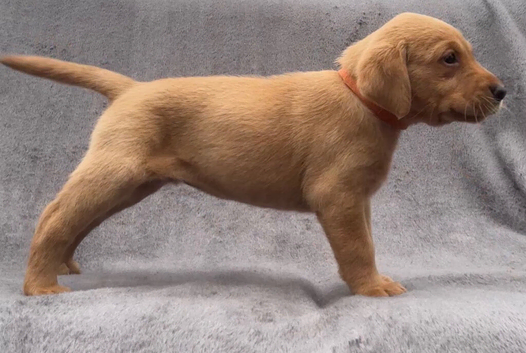 Kc registered working line Labradors