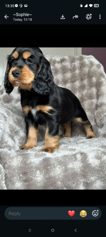 Pups black and tan and black and white