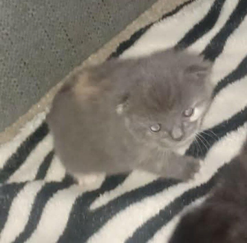 MAIN COON KITTENS Adorable fluffy beauty's