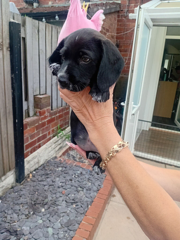 Puppy ready