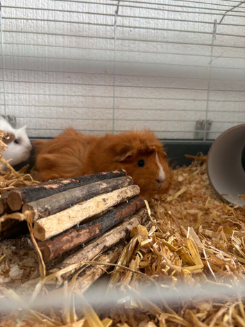 Searching for a New Home - Two Guinea Pigs with Cage