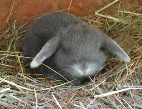 PURE BRED Giant French Lop Babies - Vaccinated with the Nobivac 3 in 1