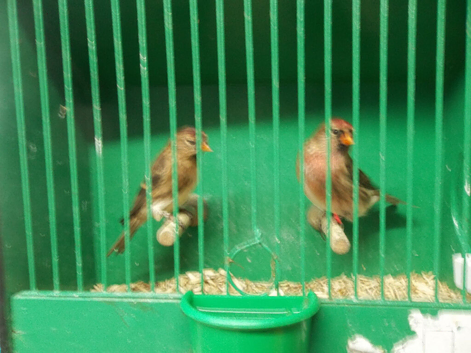 REDPOLL PAIRS