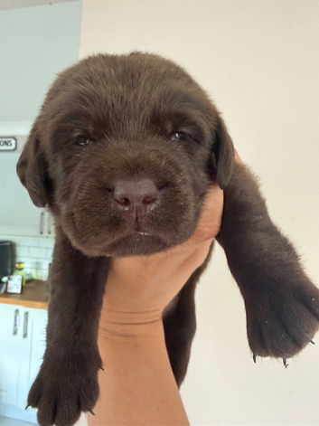 KC Chocolate Labrador puppies
