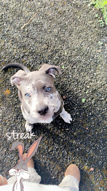 Blue merel cane corso