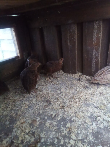 7 mixed kinds of quails