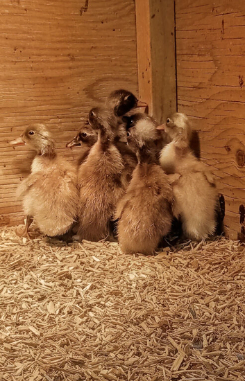 8 x FEMALE Indian Runner Ducklings
